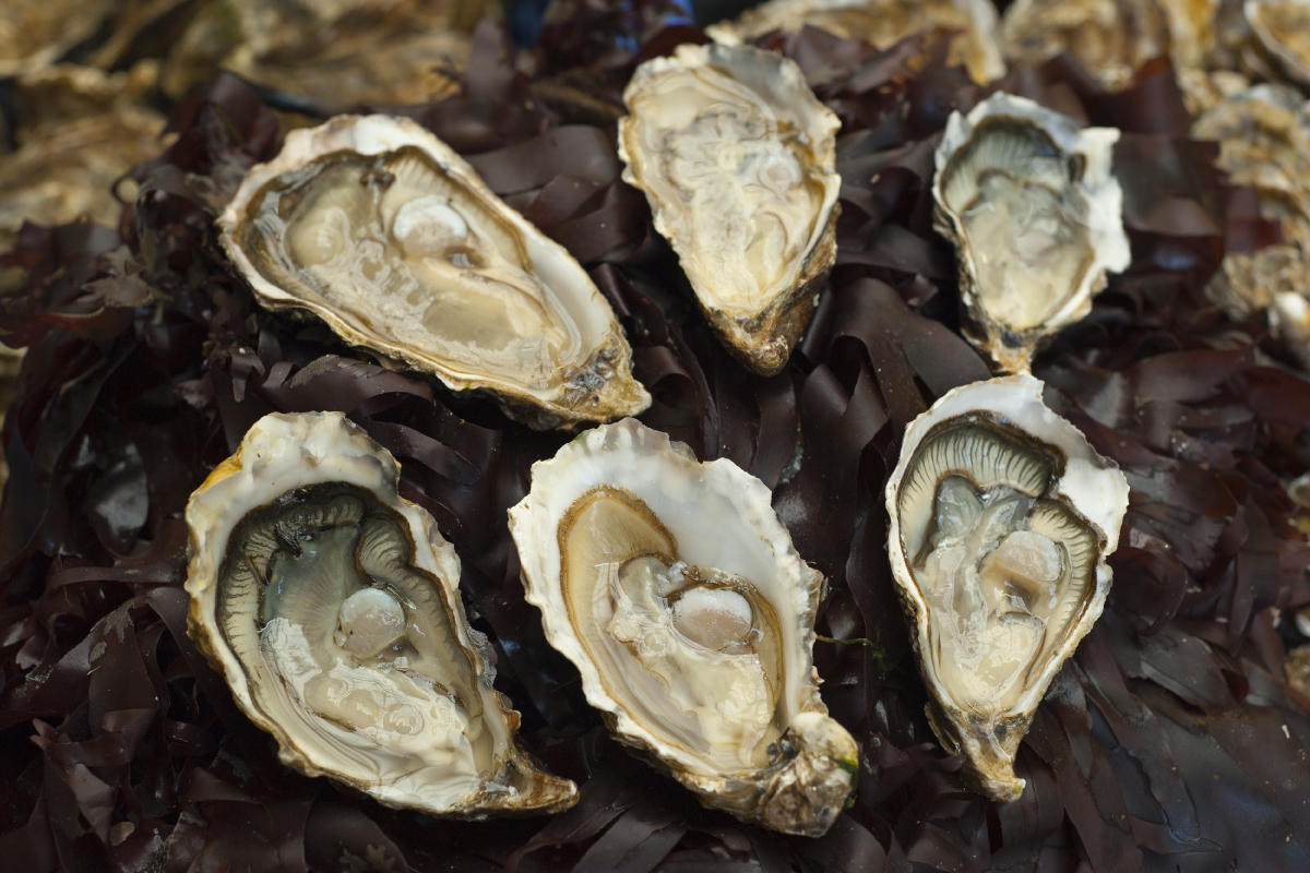 breton-oysters